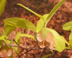 Hymenocardia ulmoides