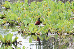 Jacana spinosa