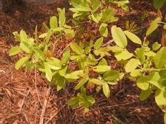 Hymenocardia ulmoides