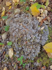 Peltigera rufescens