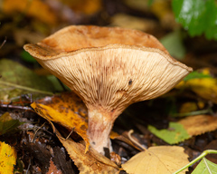 Paxillus involutus