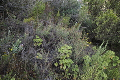 Seriphium cinereum