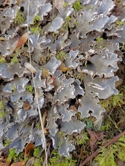Peltigera rufescens