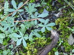 Lupinus hispanicus