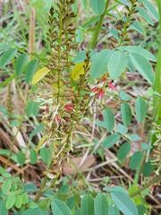 Indigofera sutherlandoides