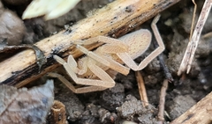 Micrommata virescens