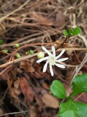 Jasminum