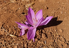 Colchicum persicum