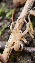 Micrommata virescens