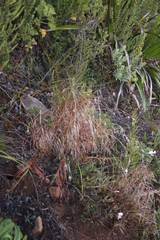 Themeda triandra