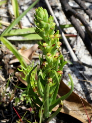 Disa bracteata
