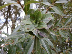 Rabdophaga rosaria