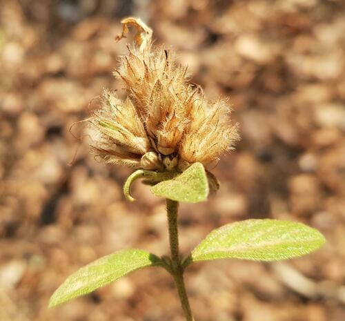 Lepidagathis scariosa