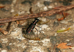 Odontocheila