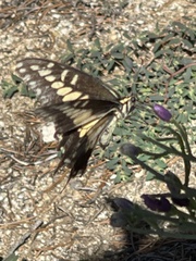 Papilio polyxenes rudkini