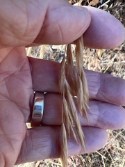 Bromus catharticus