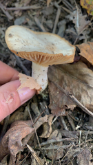 Cuphophyllus pratensis