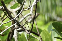 Elaenia