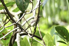Elaenia