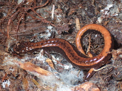 Plethodon vehiculum