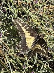 Papilio polyxenes rudkini
