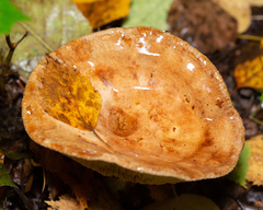 Paxillus involutus