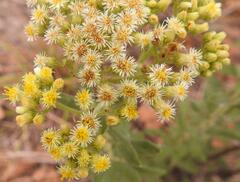 Microglossa pyrrhopappa