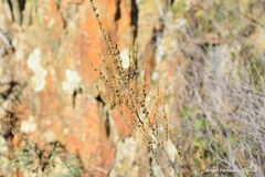 Anarrhinum bellidifolium