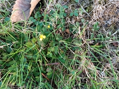 Potentilla erecta