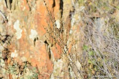 Anarrhinum bellidifolium