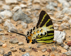 Graphium antiphates
