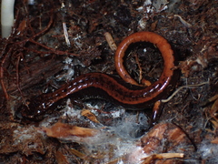 Plethodon vehiculum