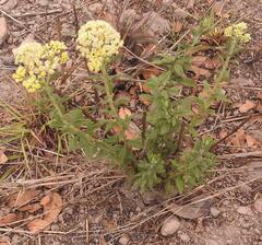 Microglossa pyrrhopappa