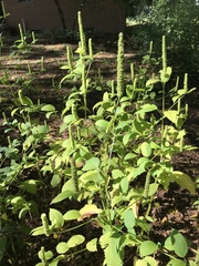 Agastache nepetoides