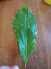 Quercus muehlenbergii