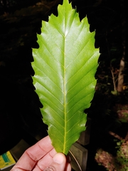 Quercus muehlenbergii