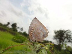 Arhopala centaurus