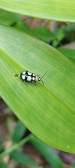 Omophoita octoguttata
