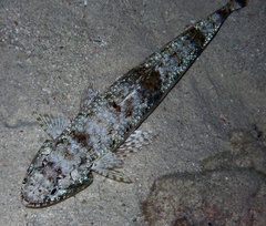 Saurida gracilis