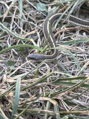 Tropidoclonion lineatum