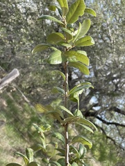 Quercus fusiformis