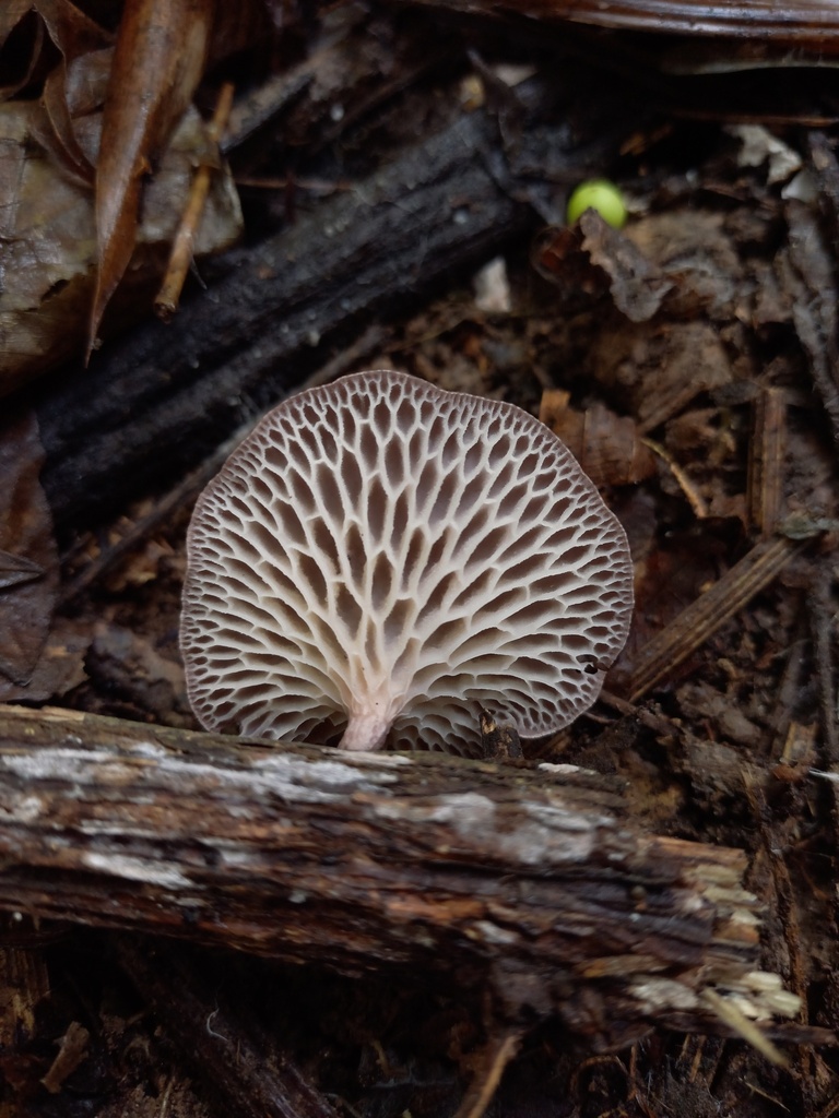 Neofavolus subpurpurascens