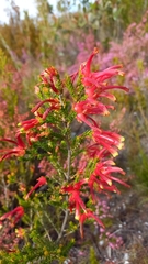 Erica discolor