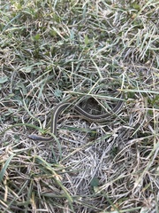 Tropidoclonion lineatum