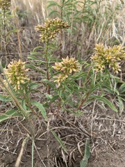 Solidago missouriensis