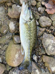 Micropterus punctulatus