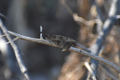 Libytheana carinenta mexicana