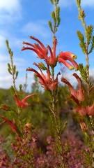 Erica discolor