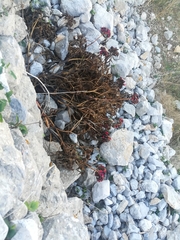 Paeonia clusii