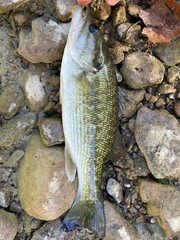 Micropterus punctulatus